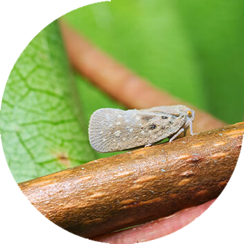 Ак жалбырак