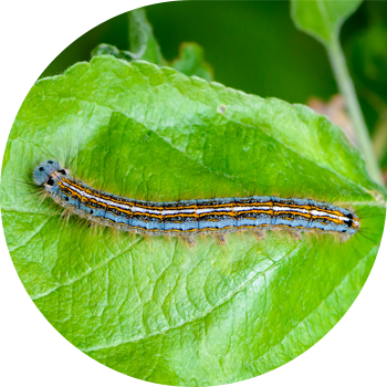 Шакекче жибек курту