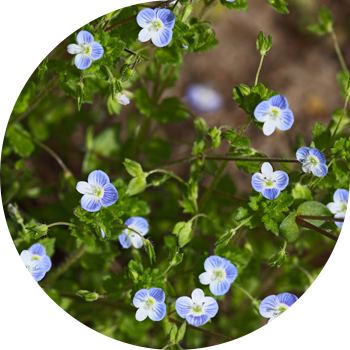 Вероника талаа( пашенная), перс, чырмоок