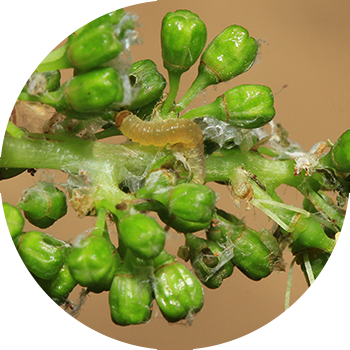 Жүзүм жалбырактары (кластердик жалбырак, эки жүздүү жүзүм жалбырагы)