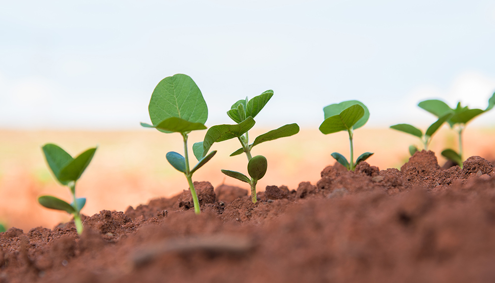 Самара облусунда соя коргоо боюнча эксперименттер