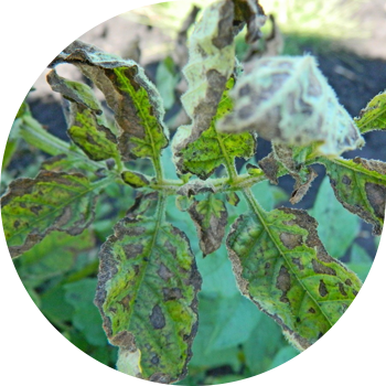 Картошканын кеч бышышы