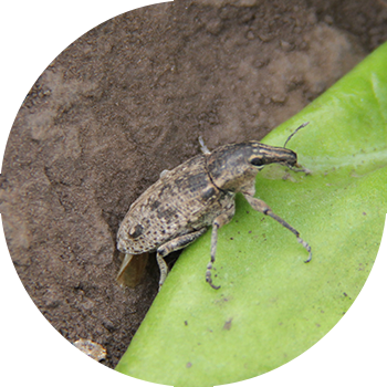 Боз кызылча коңузу