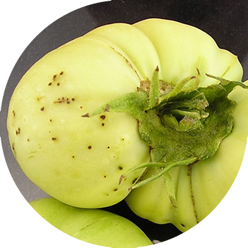 Помидордун бактериялык тактары