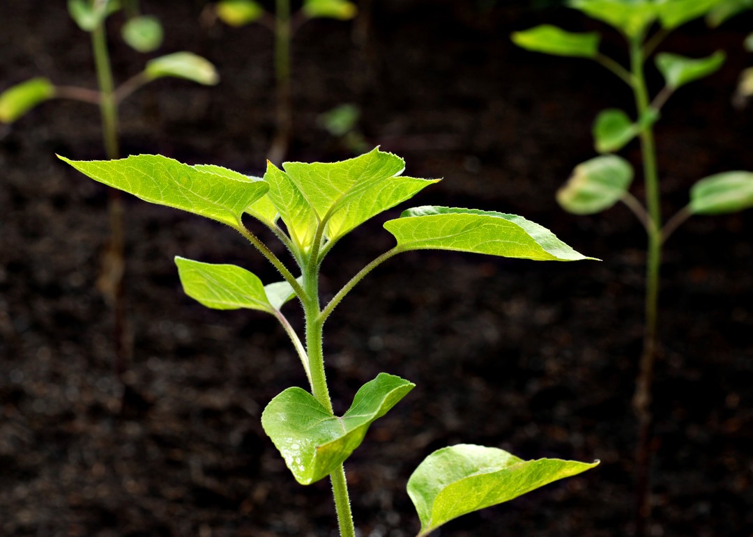 Зарегистрирован новый гербицид Питон!