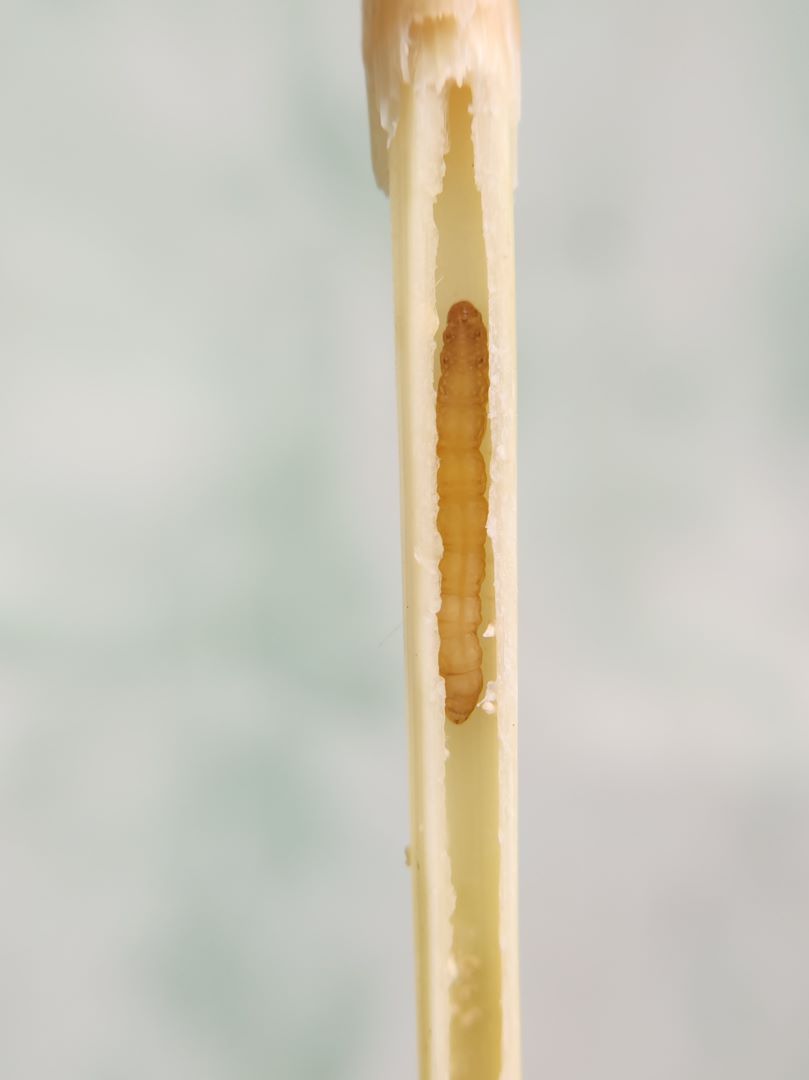 Күрүчтүн сары оту