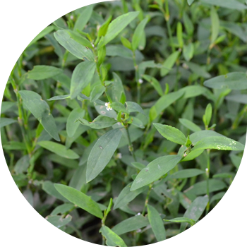 Тоо куш (түйүн), бөйрөк, орой