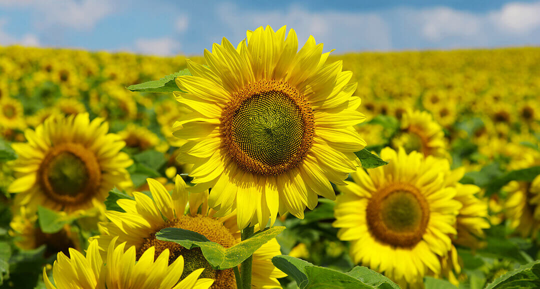 Имидазолинонго туруктуу күн карама гибриддерин жана сояны коргоо үчүн жаңы