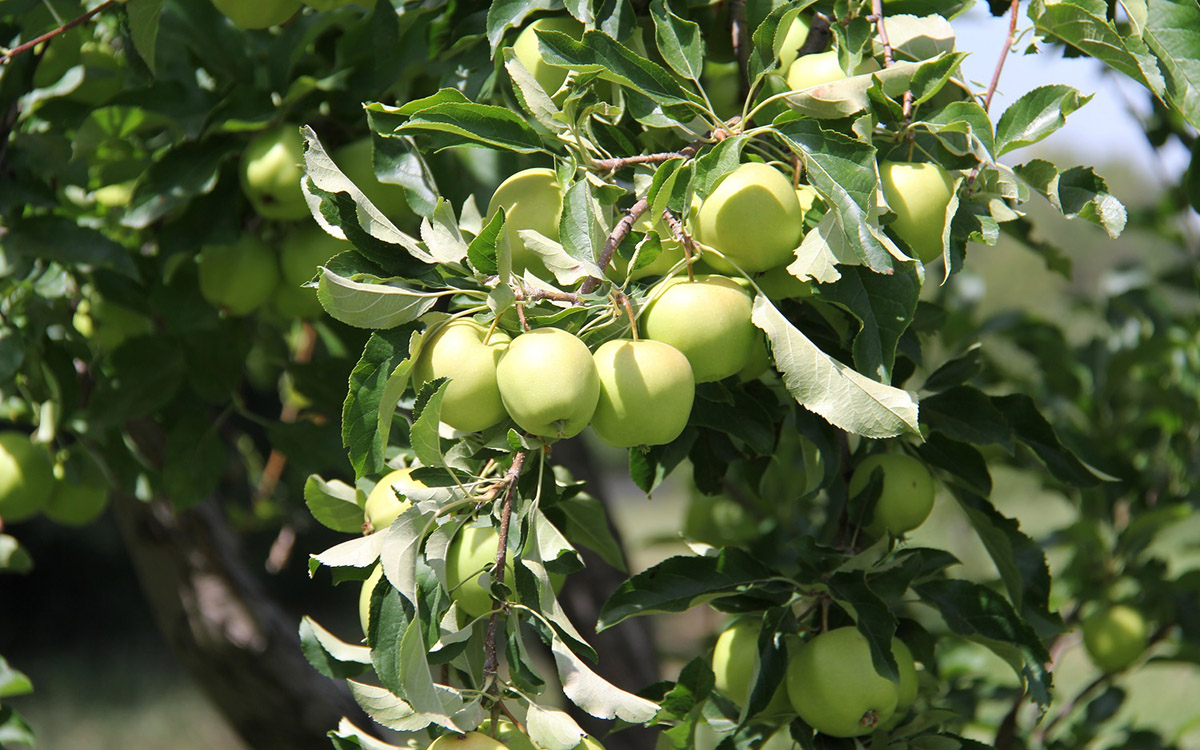 «Август» зарегистрировал первый в России гибридный препарат для борьбы с болезнями плодовых и овощных культур