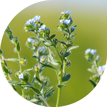 Кадимки Липучка, оттоп, карагат