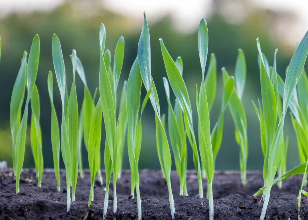 Жаңы фунгициддик мордант Байсайд катталды!