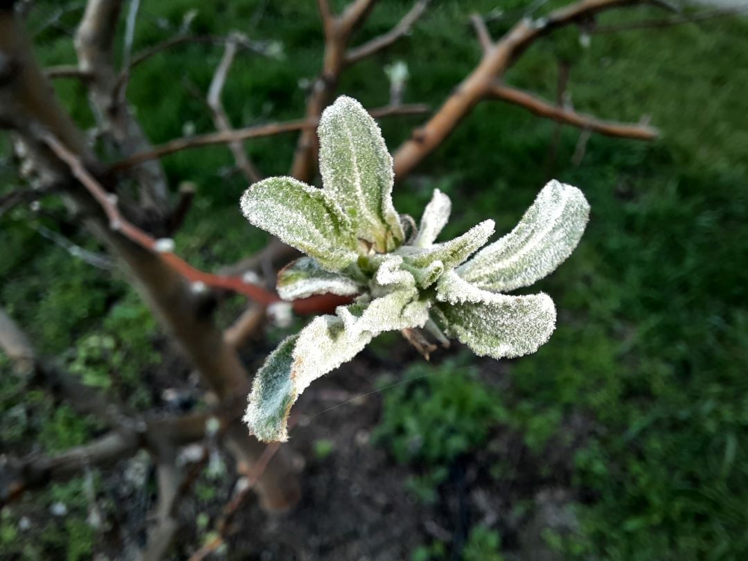 Алма жана алмуруттун порошогу