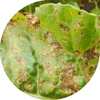 Бактериялык тактар