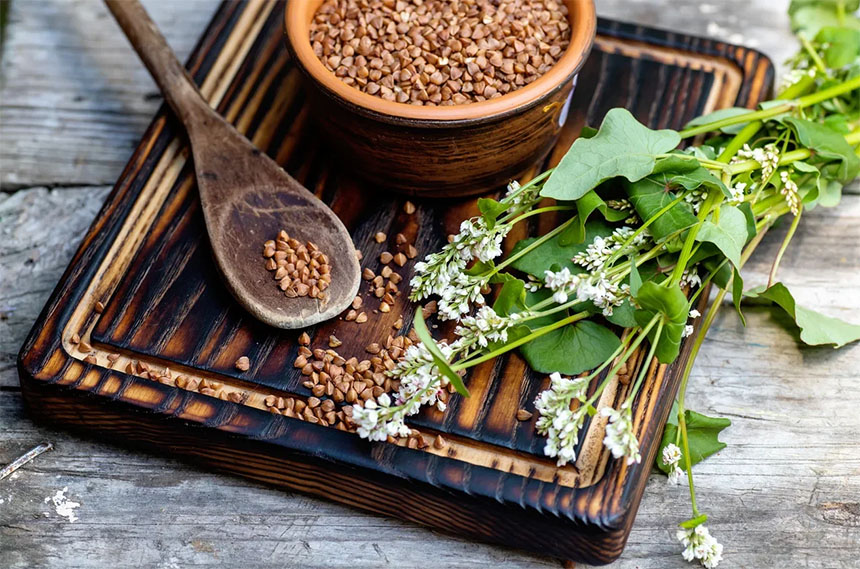 Кургакчылык гречка астында айдоо аянттарынын өсүшүнө түрткү берет