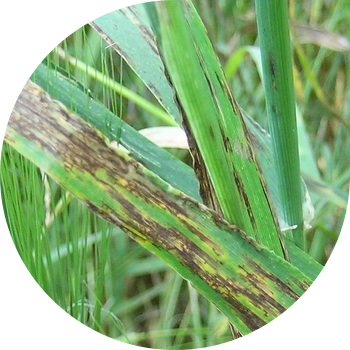 Арпа тактары