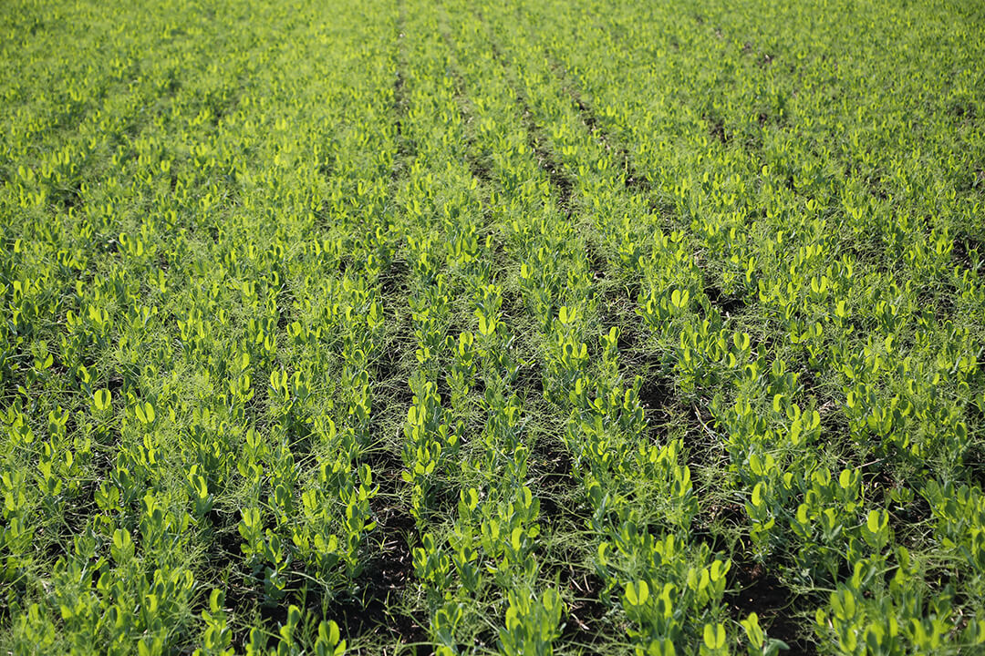 Фунгициддик морданттарды каттоону кеңейтүү