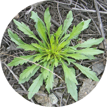 Канадалык кичинекей бадал