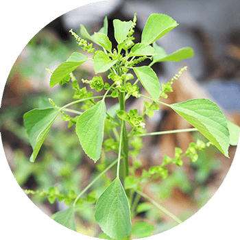 Акалифа Түштүк