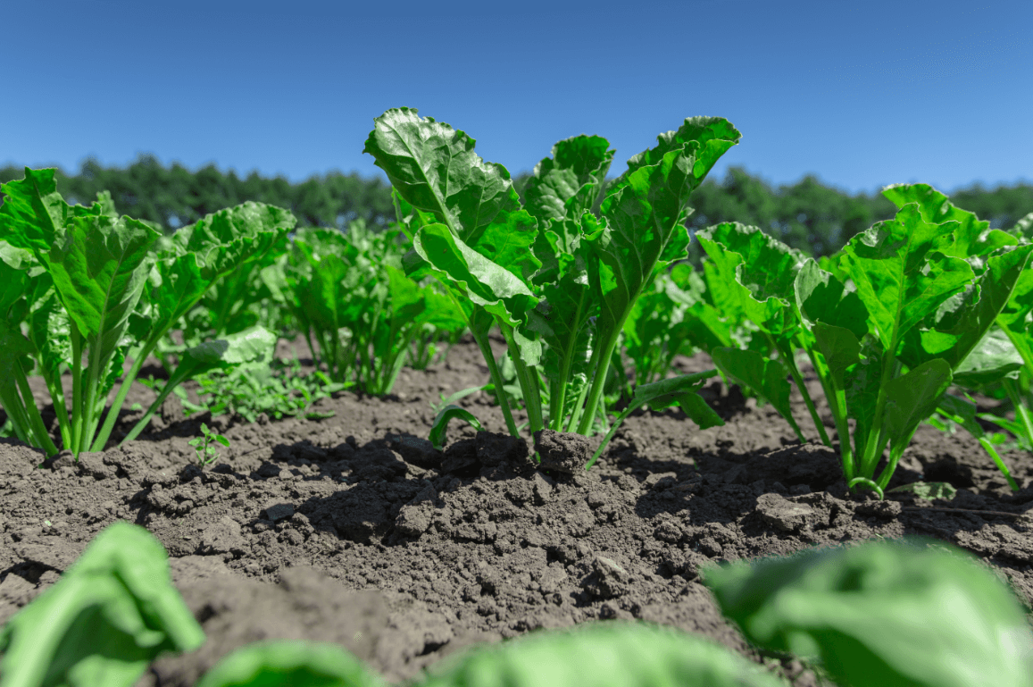 Расширена регистрация Ракурса!