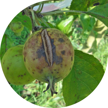 Алма жана Алмурут котуру