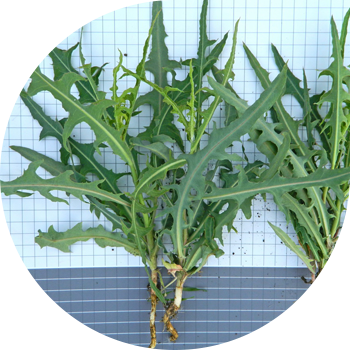 Салат (Молокан) татарча