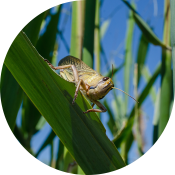 Чегирткелер (келгин чегирткелер, италиялык прус, Сибирь бээси)