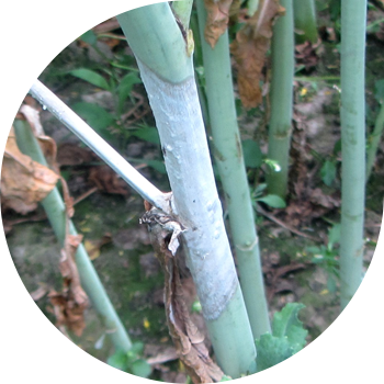 Склеротиниоз, же айкаш жыгач өсүмдүктөрүнүн ак чириги