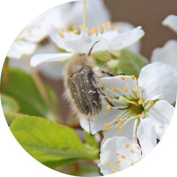 Оленка мохнатая