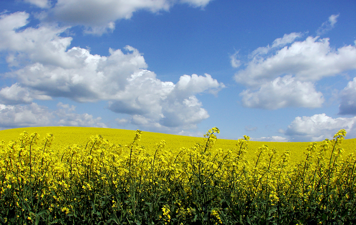 "Август" Новосибирсктеги рапс семинарында эксперт болуп чыкты