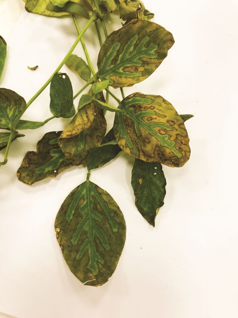 Соя фузариозу