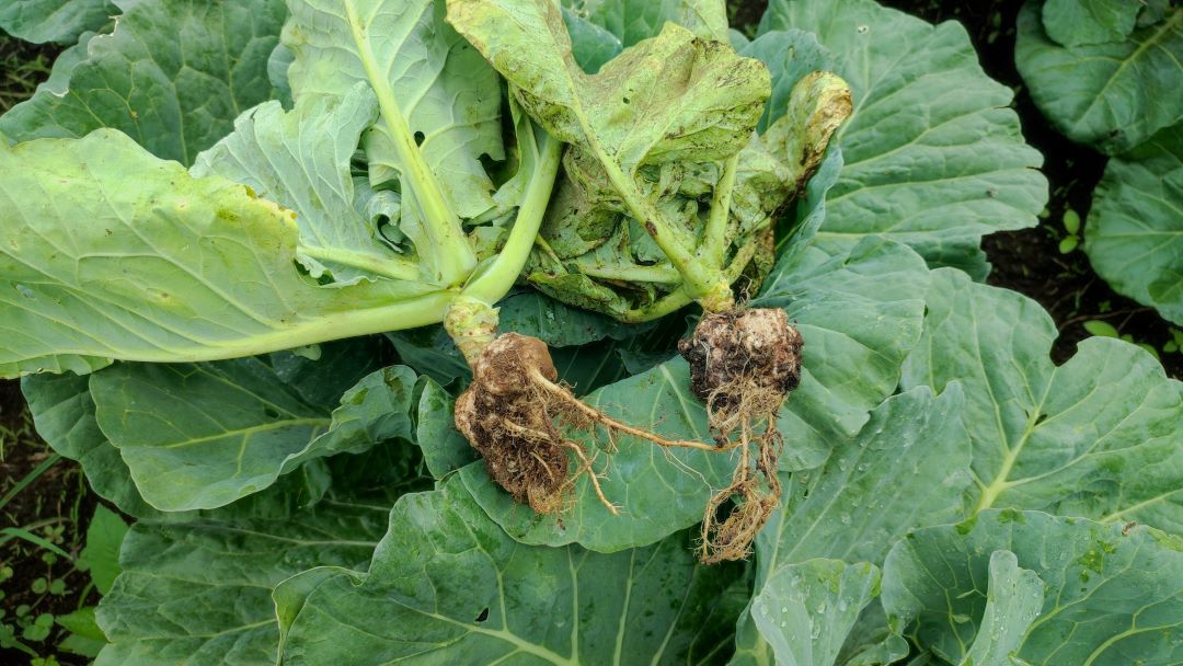 Капуста Кила