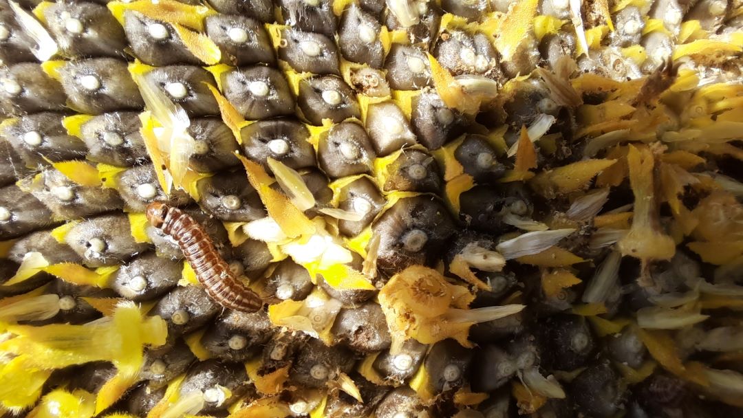 Күн карама оту, күн карама көпөлөгү