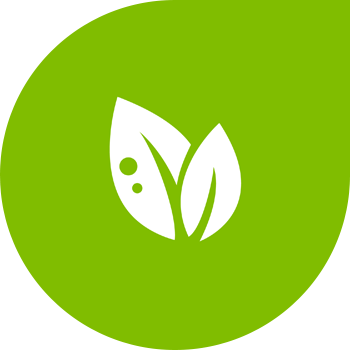 Пятнистость листьев рапса