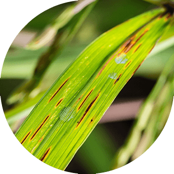 Күрүчтүн церкоспорозу