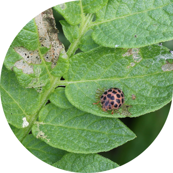 28-тактуу картошка Уйу