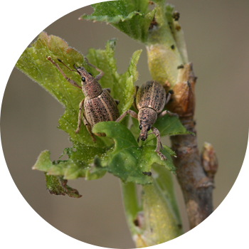 Грей бүчүрү