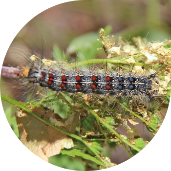 Цыган көпөлөгү