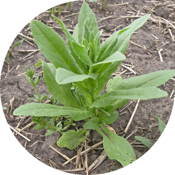 Ярутка талаасы