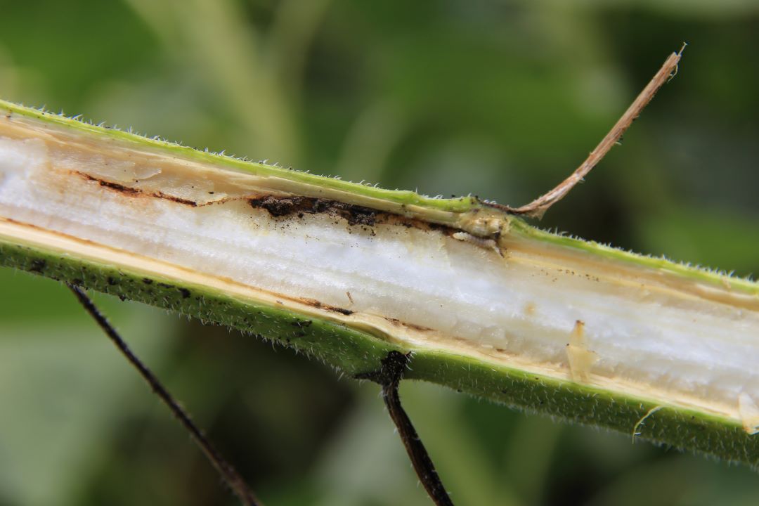 Подсолнечная шипоноска