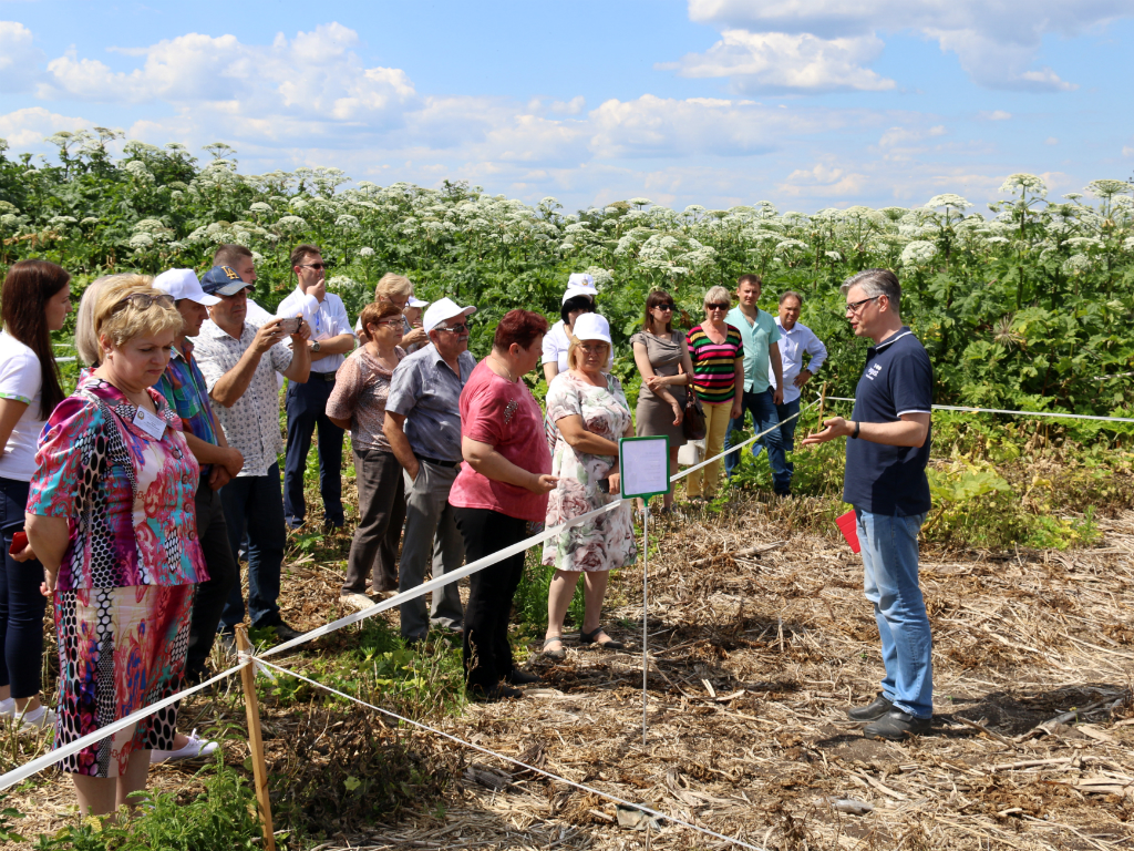 Подмосковье: как избавиться от борщевика
