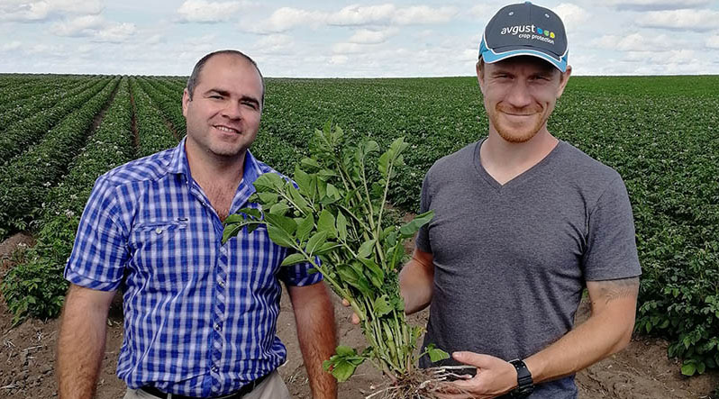 К 2022 году в России появится полноценный отечественный комплекс средств защиты картофеля