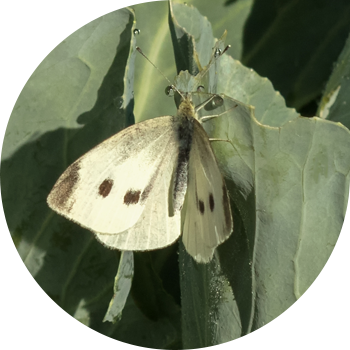 Шалгам белянка