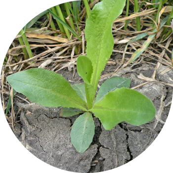 Осот талаа (сары)