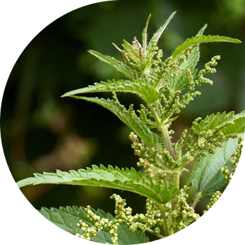 Чалкан чалкан