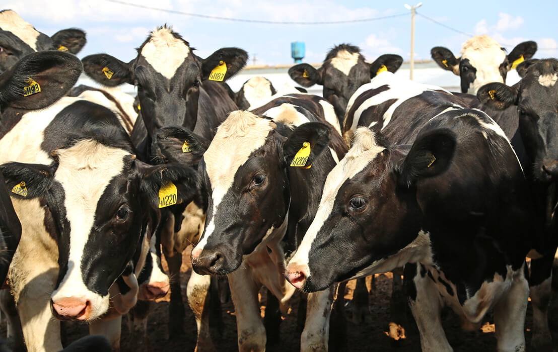 "Август-Лениногорск"