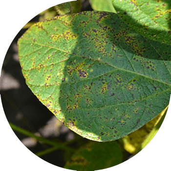 Септория же дат баскан соя тактары