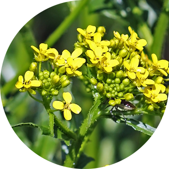 Гулявник Лезел, узун бойлуу (мүйүз)