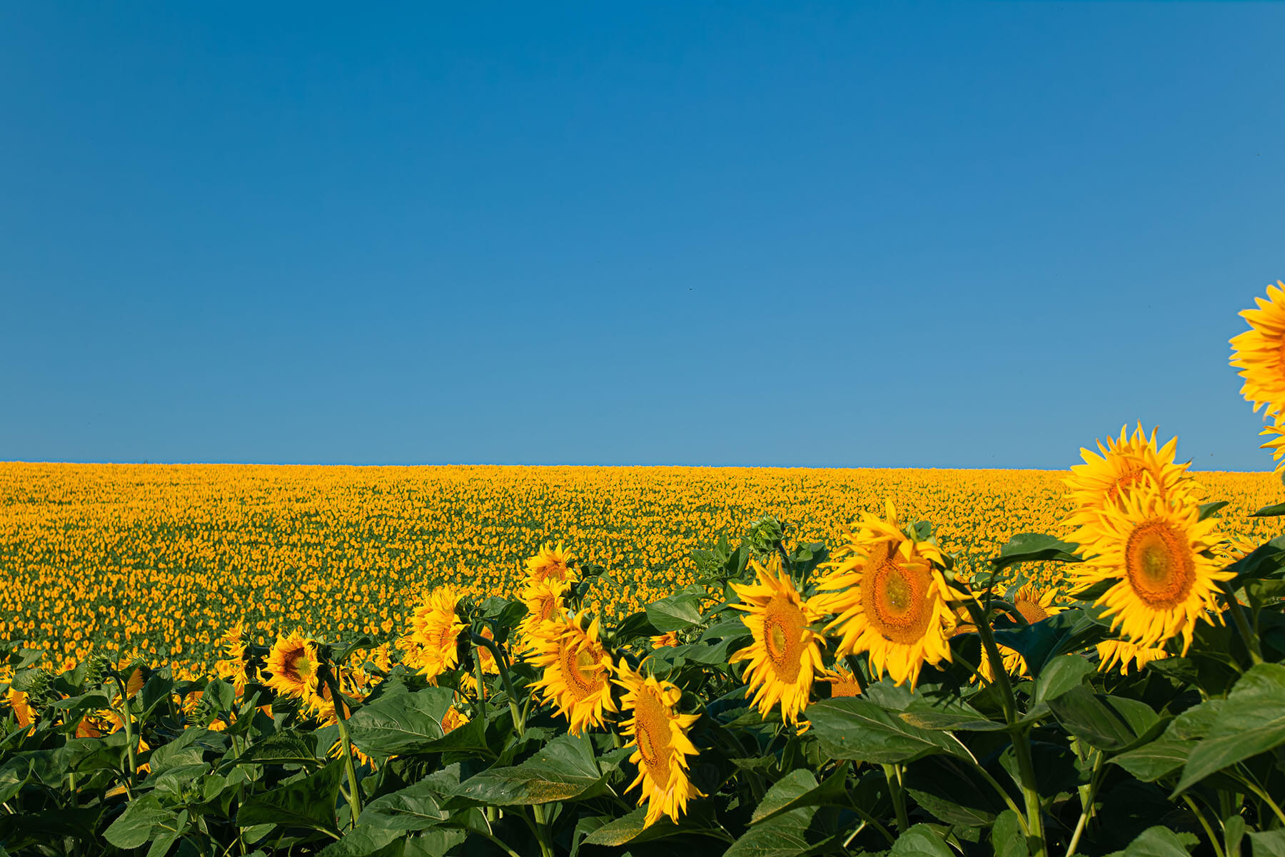 Татарстанда жаңы май экстракция заводу курулат