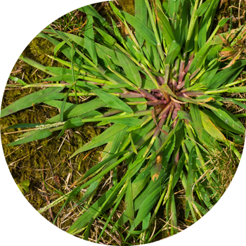 Кан токтотуучу (сызыктуу) шүүдүрүм, кан-кызыл