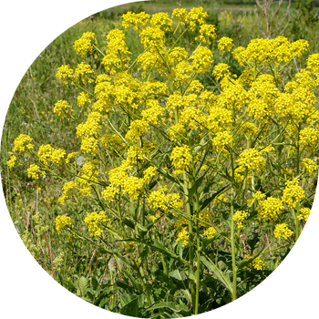 Кадимки супрепка